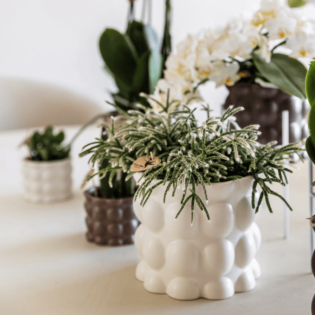 Ziertopf Cotton – Weiß – Ø9cm – Blumentopf mit matter Oberfläche – Pflanztopf aus der Slow Living Kollektion – Für kleine Zimmerpflanzen & Orchideen – Plant