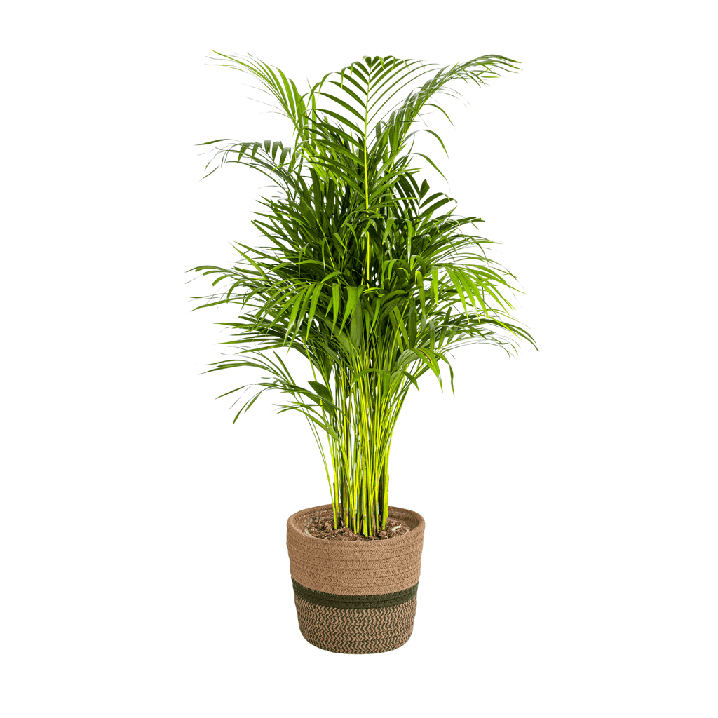 Dypsis Areca Lutescens inkl. Naturkorb – Höhe 100-120cm – Ø21cm – Goldpalme mit leuchtend grünen Blättern – Luftreinigende Zimmerpflanze – Plant