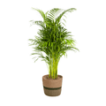 Dypsis Areca Lutescens inkl. Naturkorb – Höhe 100-120cm – Ø21cm – Goldpalme mit leuchtend grünen Blättern – Luftreinigende Zimmerpflanze – Plant
