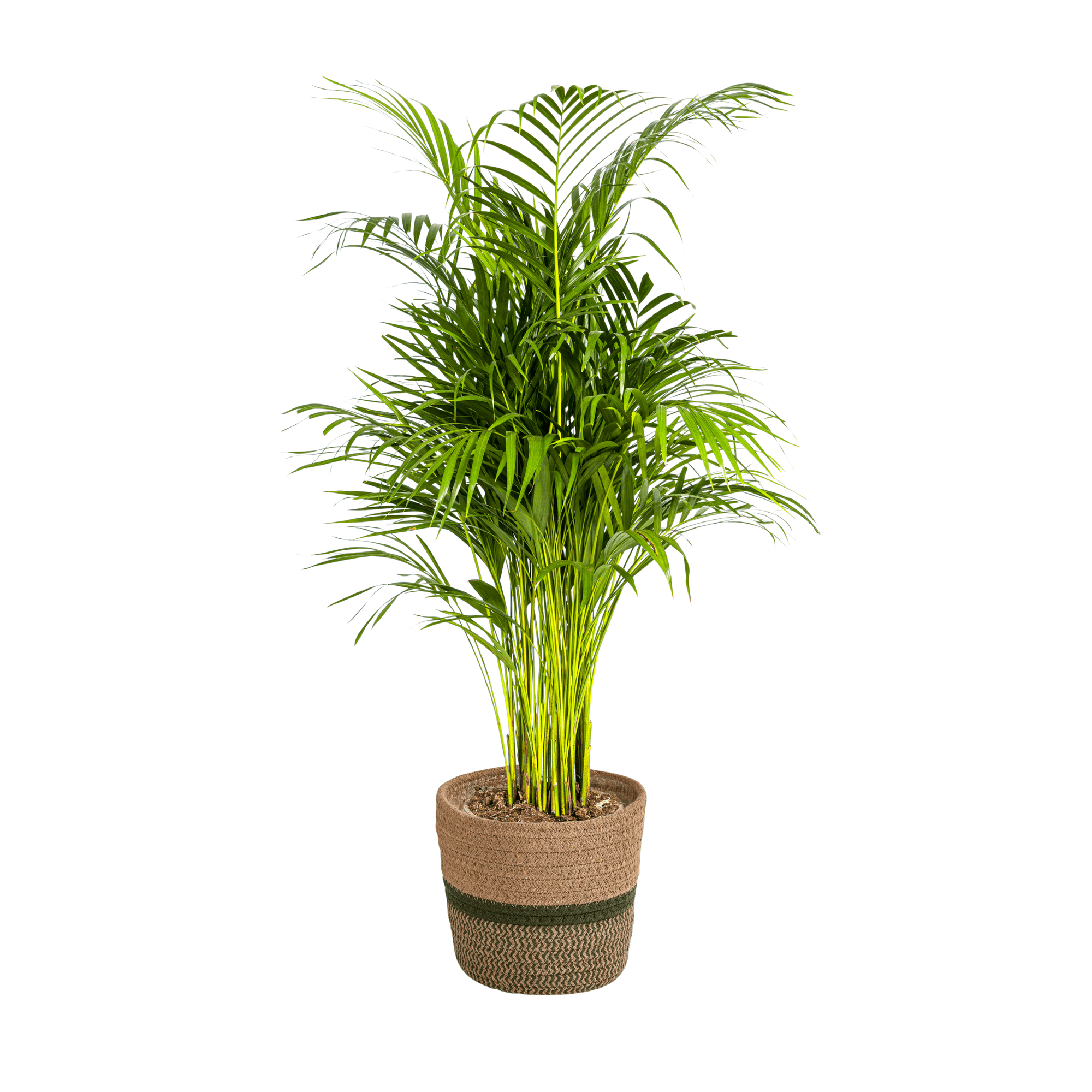 Dypsis Areca Lutescens inkl. Naturkorb – Höhe 100-120cm – Ø21cm – Goldpalme mit leuchtend grünen Blättern – Luftreinigende Zimmerpflanze – Plant