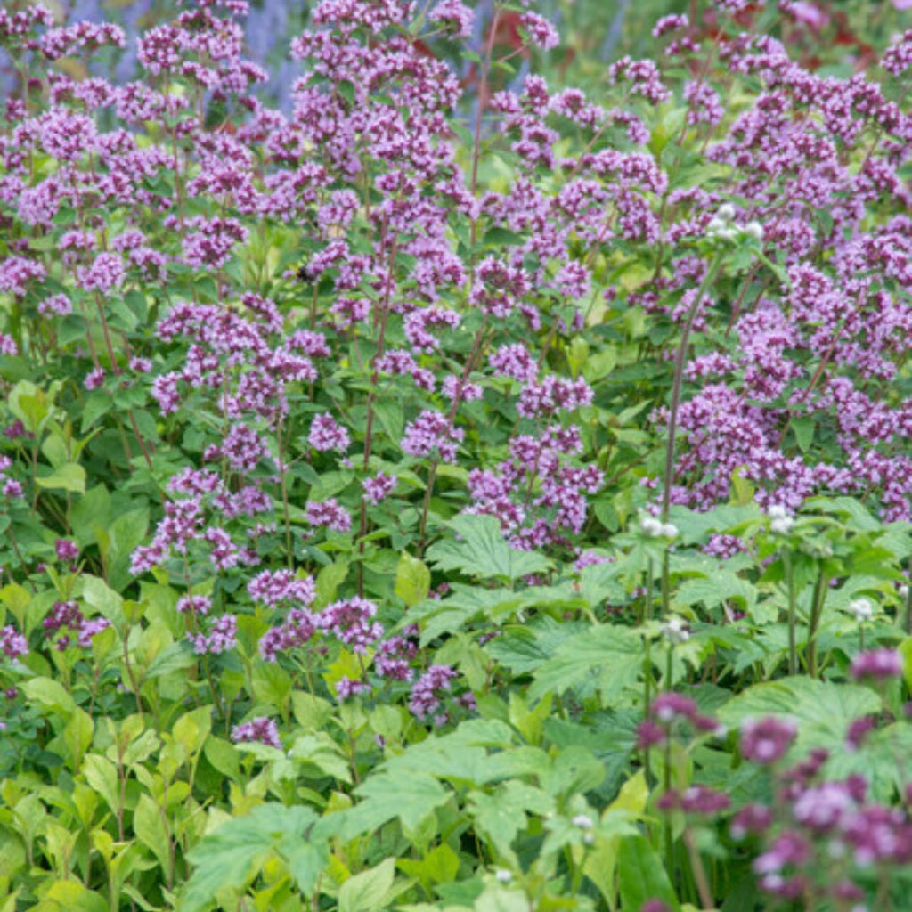 Origanum laevigatum Herrenhausen – Ø9cm – Höhe 10-25cm – Winterharter Zieroregano – Bienenfreundlich – Für Beet & Steingarten