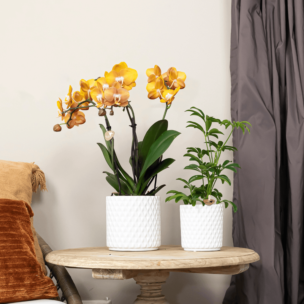 Phalaenopsis-Orchidee Las Vegas – Orange – Ø12cm – Zimmerpflanze mit 3-4 Blütenstielen – Edle Multiflora-Orchidee für Wohnung & Büro – Plant