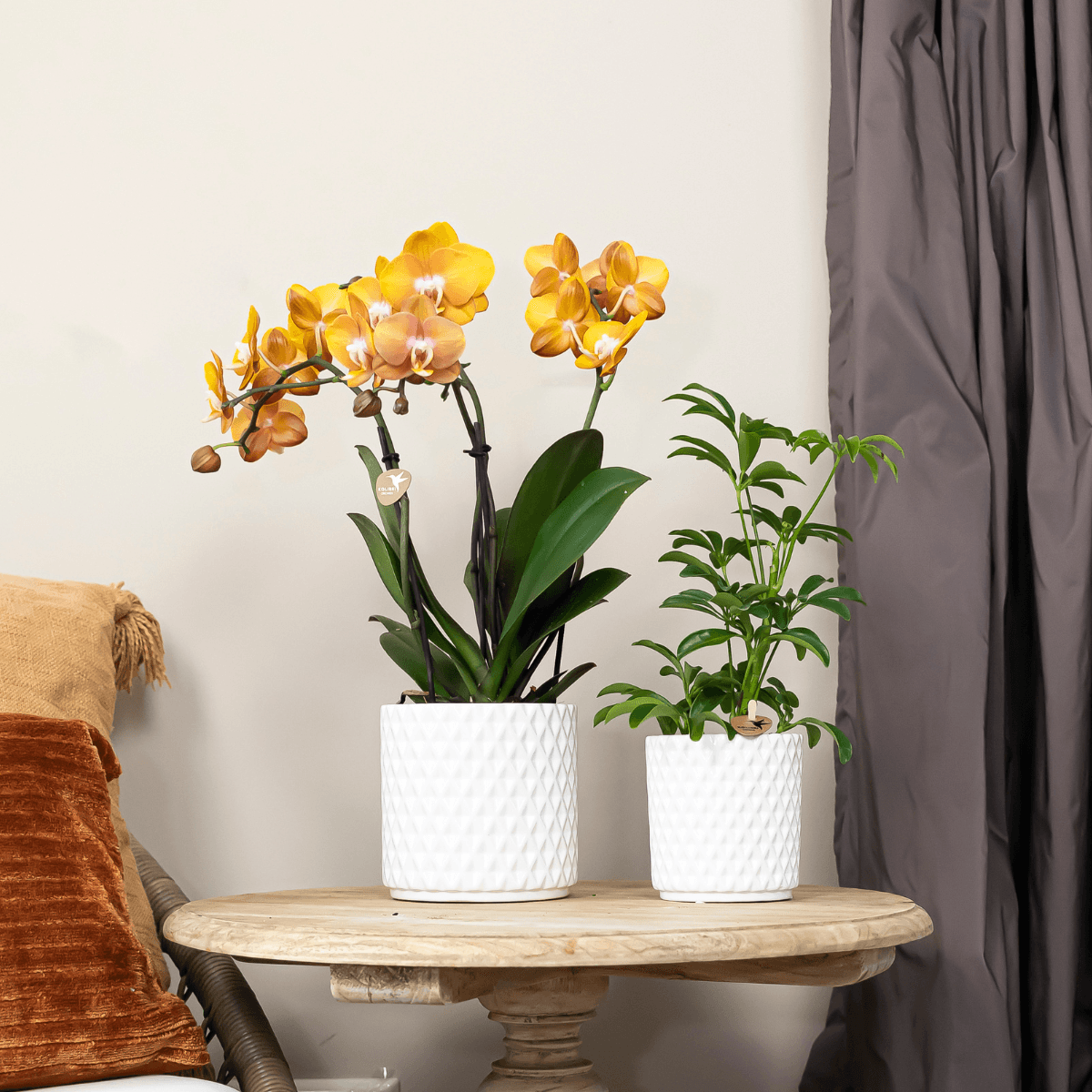 Phalaenopsis-Orchidee Las Vegas – Orange – Ø12cm – Zimmerpflanze mit 3-4 Blütenstielen – Edle Multiflora-Orchidee für Wohnung & Büro – Plant