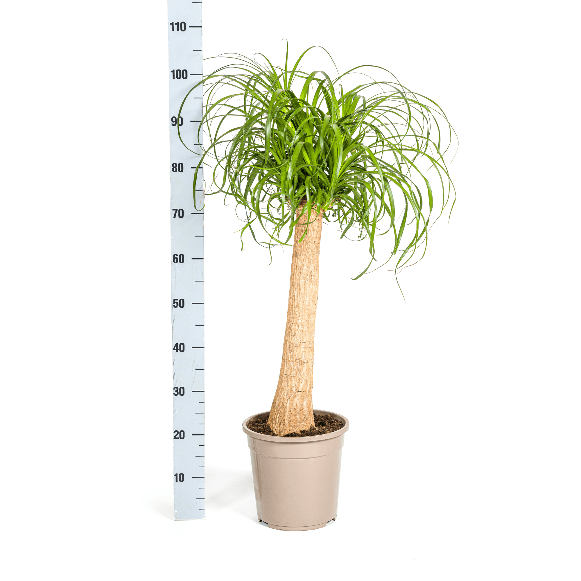 Beaucarnea Recurvata inkl. Naturkorb – Höhe 80-100cm – Ø24cm – Elefantenfuß Zimmerpflanze mit markantem Stamm
