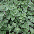 Nepeta Grol Katzenminze – Ø9cm – Höhe 10-25cm – Blauviolett blühende Staude – Bienenfreundlich – Für Beet, Rabatte & Steingarten