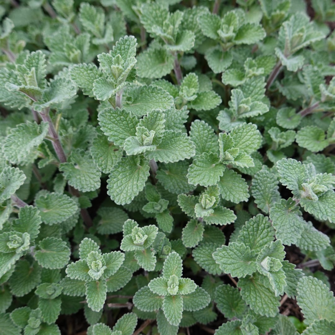 Nepeta Grol Katzenminze – Ø9cm – Höhe 10-25cm – Blauviolett blühende Staude – Bienenfreundlich – Für Beet, Rabatte & Steingarten