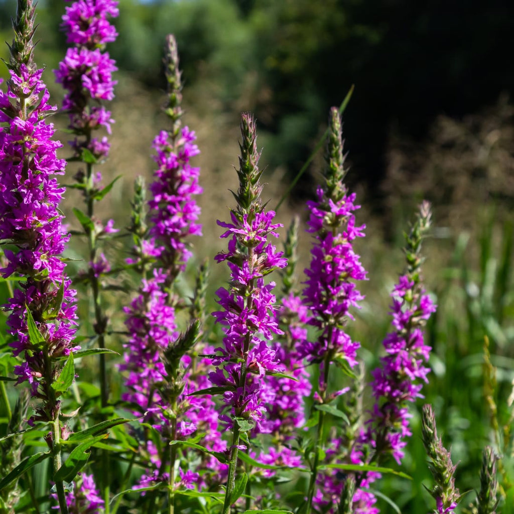 Lythrum salicaria Blutweiderich – Ø9cm – Höhe10-25cm – Rosa purpurne Blütenstaude für Teichrand & Feuchtbeet – Pflegeleicht