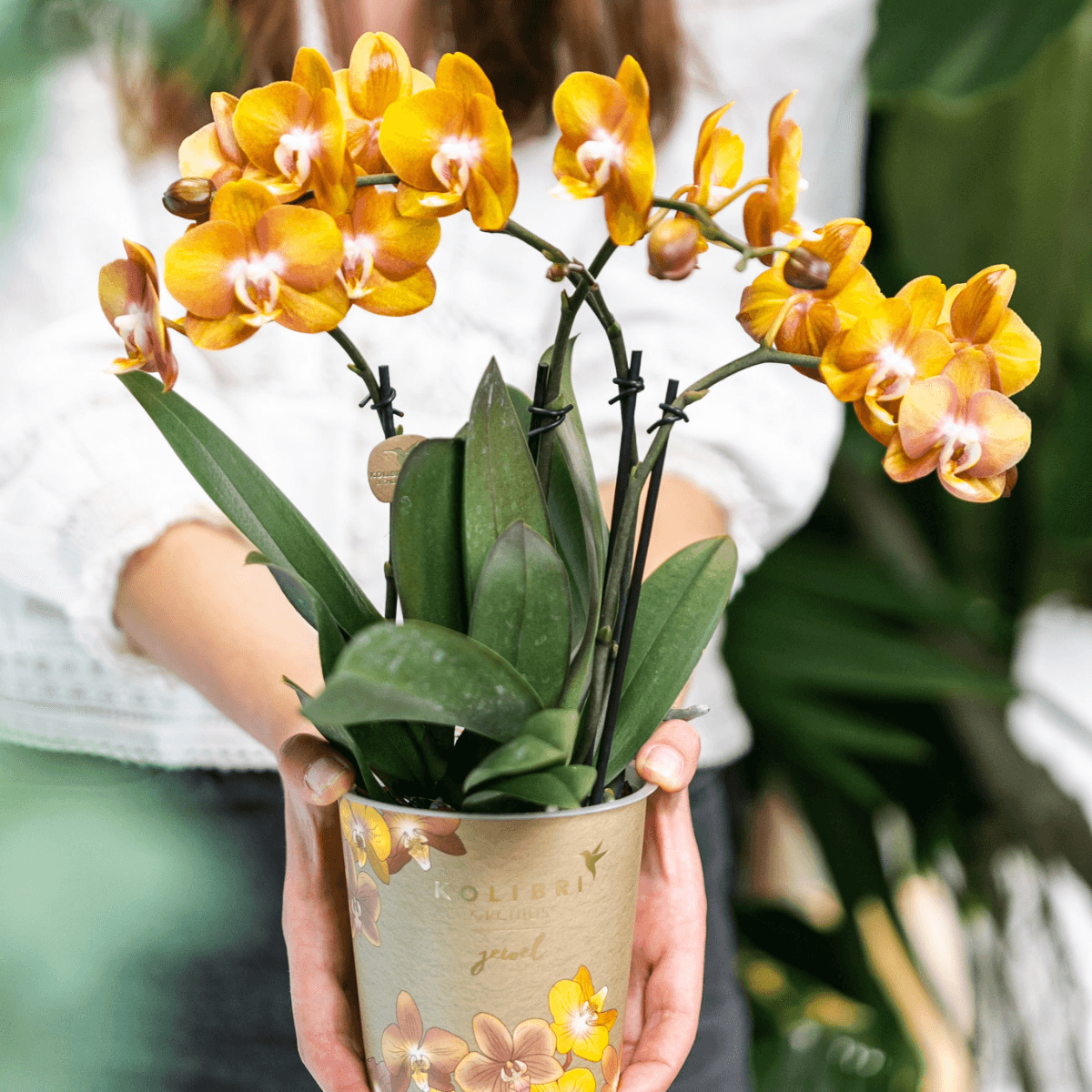 Phalaenopsis-Orchidee Las Vegas – Orange – Ø12cm – Zimmerpflanze mit 3-4 Blütenstielen – Edle Multiflora-Orchidee für Wohnung & Büro – Plant