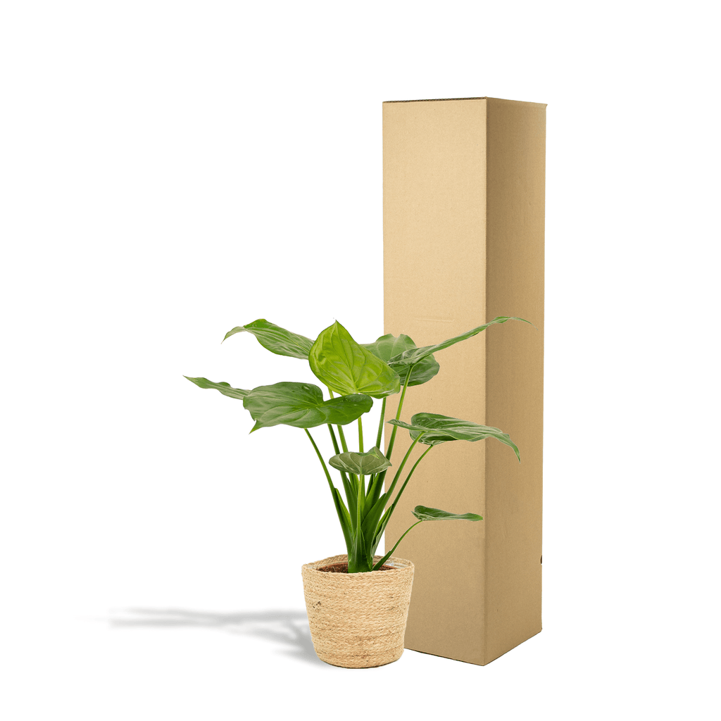 Alocasia Cucullata – Pfeilblatt – Zimmerpflanze – Ø19cm – ↕65cm – inkl. Naturkorb – Elefantenohr – Luftreinigend – Tropisches Flair – Plant