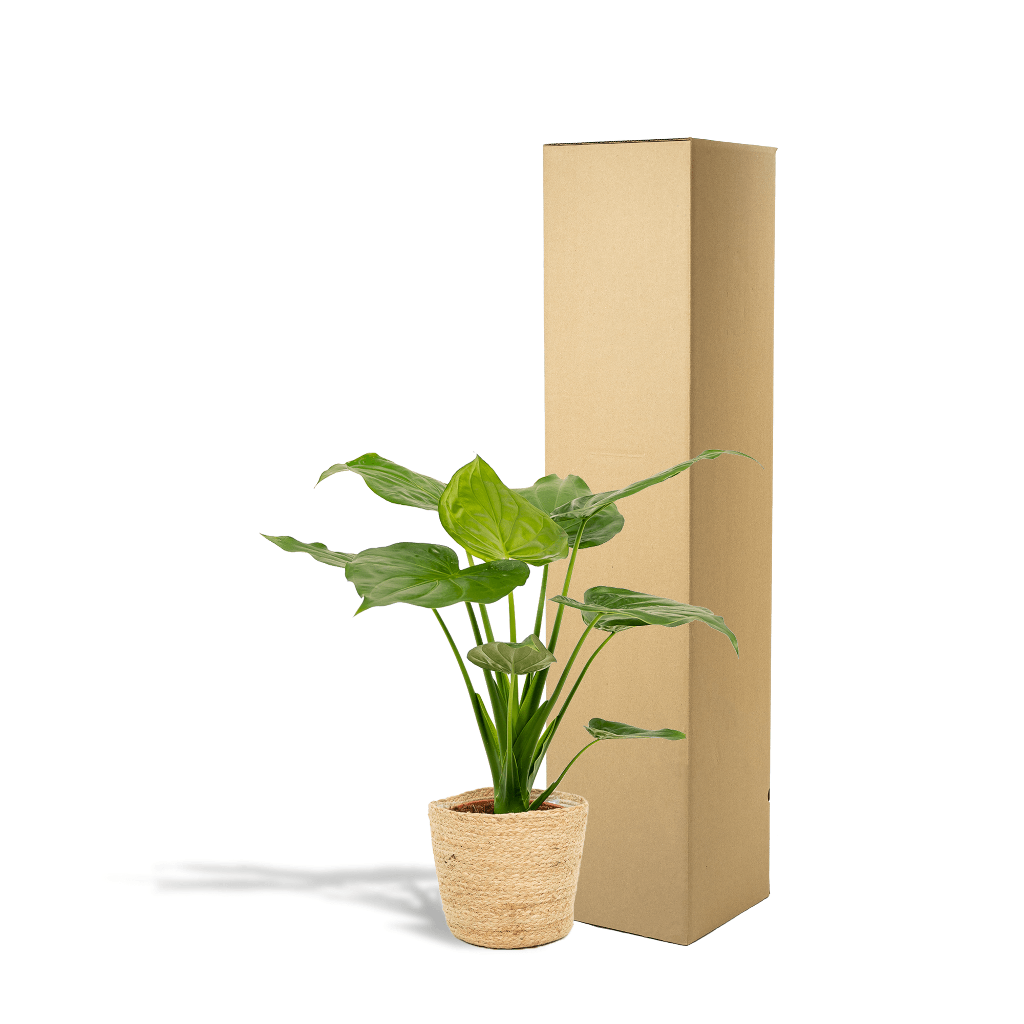 Alocasia Cucullata – Pfeilblatt – Zimmerpflanze – Ø19cm – ↕65cm – inkl. Naturkorb – Elefantenohr – Luftreinigend – Tropisches Flair – Plant