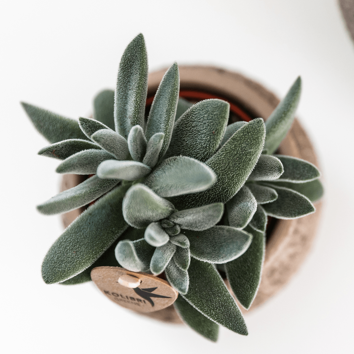 Sukkulente Crassula Tarantula – Zimmerpflanze – Ø6cm – Kompakte graugrüne Blätter – Pflegeleicht & dekorativ – Plant