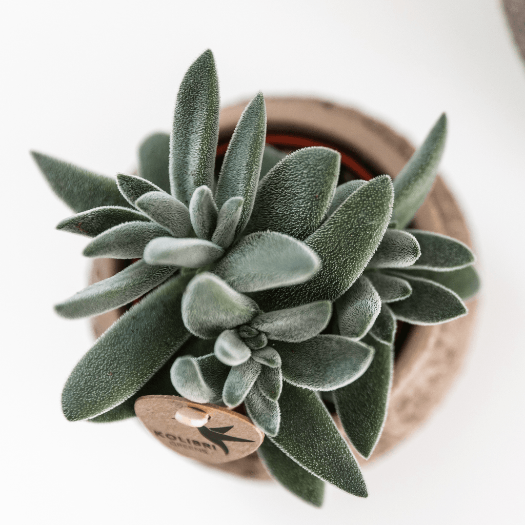Sukkulente Crassula Tarantula – Zimmerpflanze – Ø9cm – Kompakte graugrüne Blätter – Pflegeleicht & dekorativ – Plant