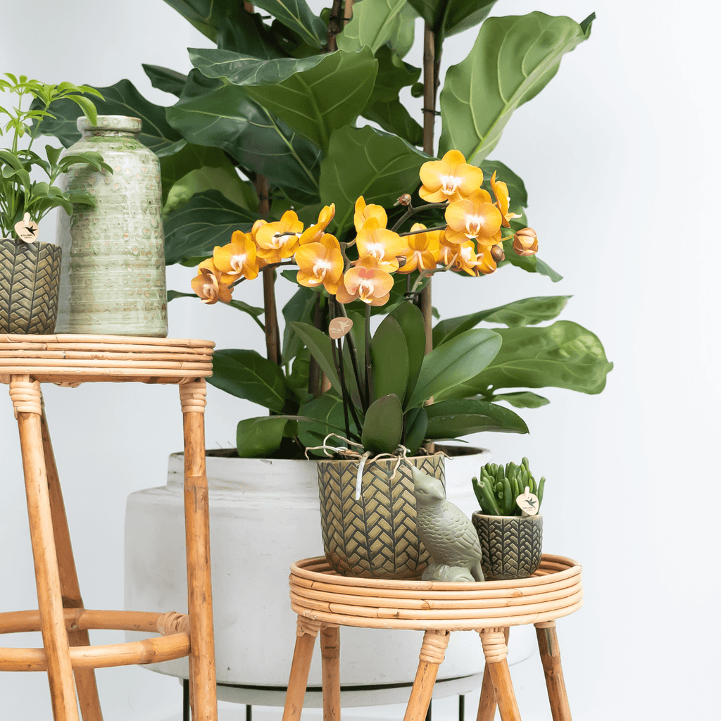 Phalaenopsis-Orchidee Las Vegas – Orange – Ø12cm – Zimmerpflanze mit 3-4 Blütenstielen – Edle Multiflora-Orchidee für Wohnung & Büro – Plant