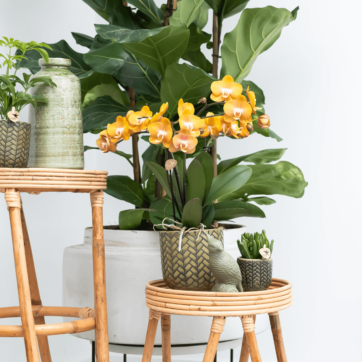 Phalaenopsis-Orchidee Las Vegas – Orange – Ø12cm – Zimmerpflanze mit 3-4 Blütenstielen – Edle Multiflora-Orchidee für Wohnung & Büro – Plant