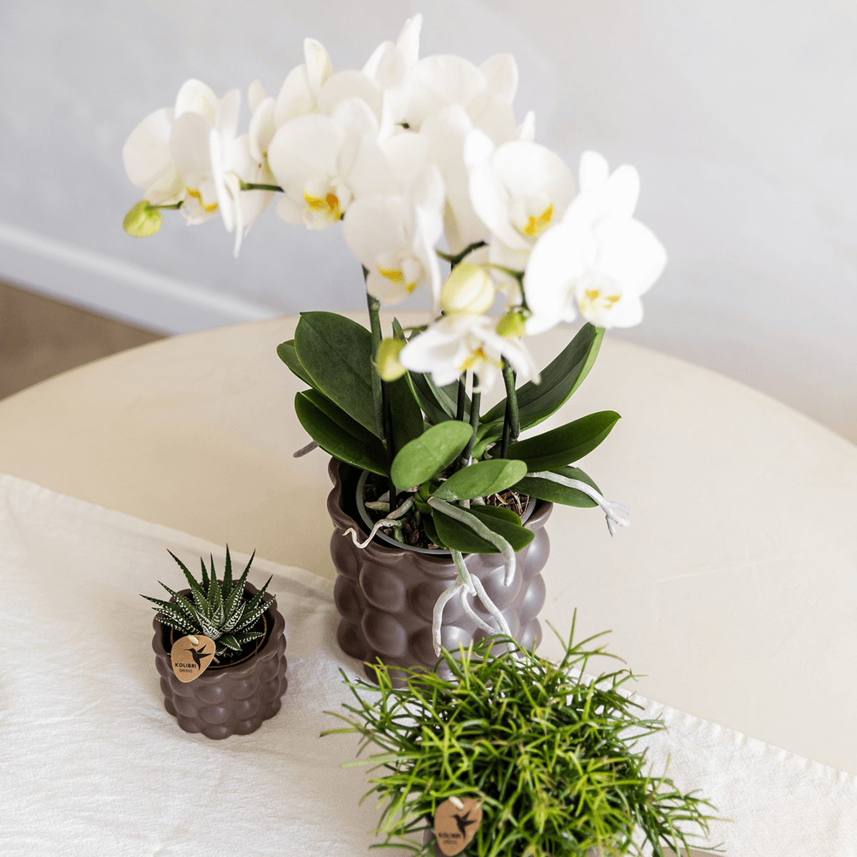 Ziertopf Cotton – Braun – Ø9cm – Blumentopf mit matter Oberfläche – Pflanztopf aus der Slow Living Kollektion – Für kleine Pflanzen & Orchideen – Plant