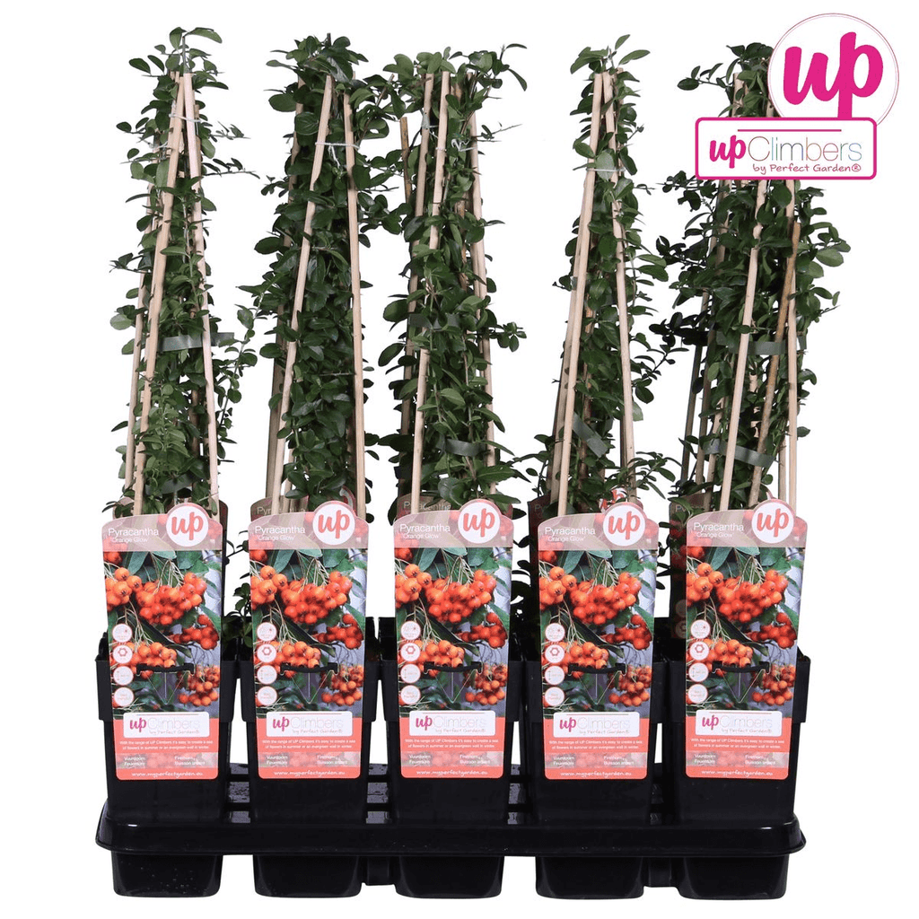 Feuerdorn – Pyracantha 'Orange Glow' – Ø15cm – ↕65cm – Immergrüner Strauch mit oranger Beerenpracht – Ideal als Sichtschutz & Vogelschutzhecke – Plant