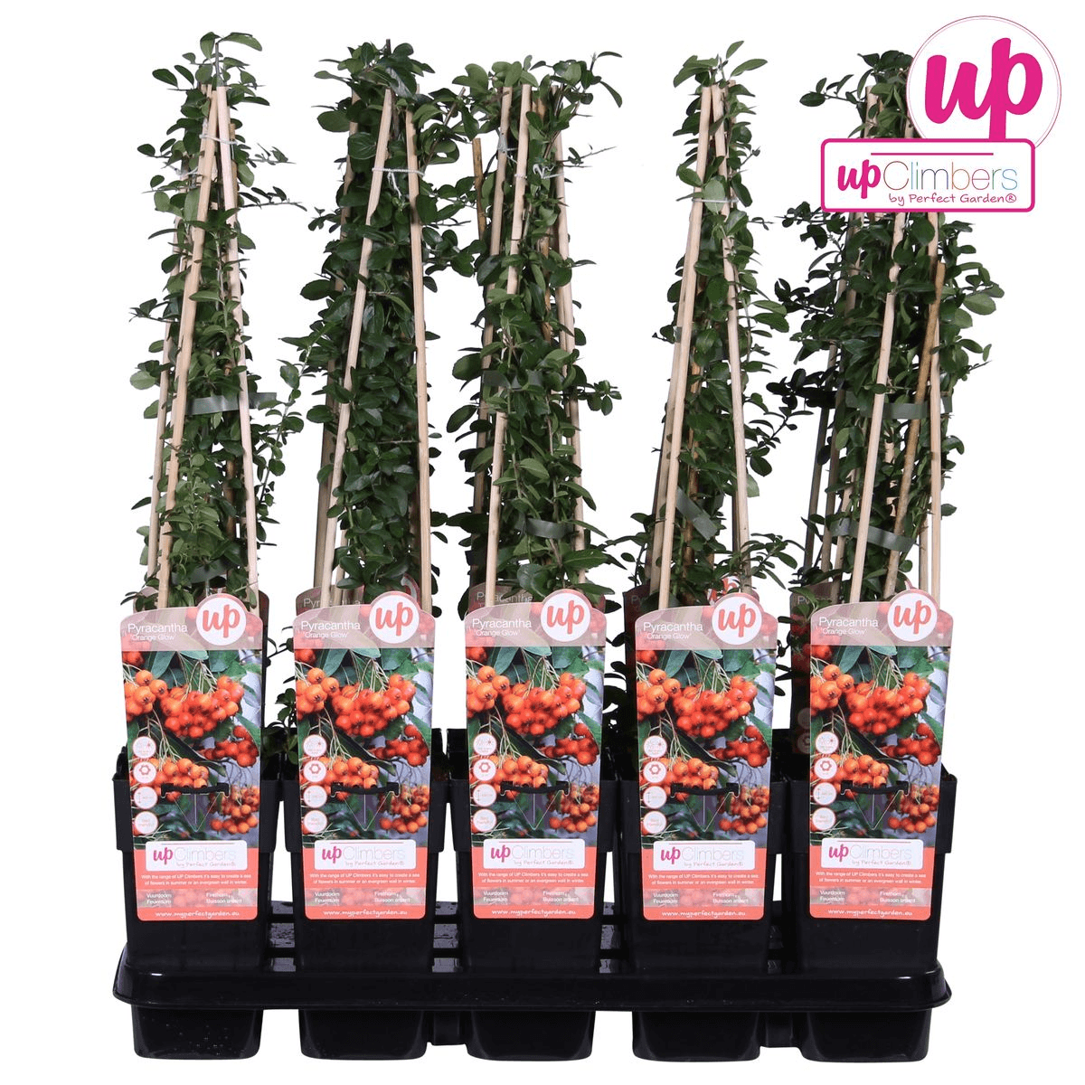 Feuerdorn – Pyracantha 'Orange Glow' – Ø15cm – ↕65cm – Immergrüner Strauch mit oranger Beerenpracht – Ideal als Sichtschutz & Vogelschutzhecke – Plant