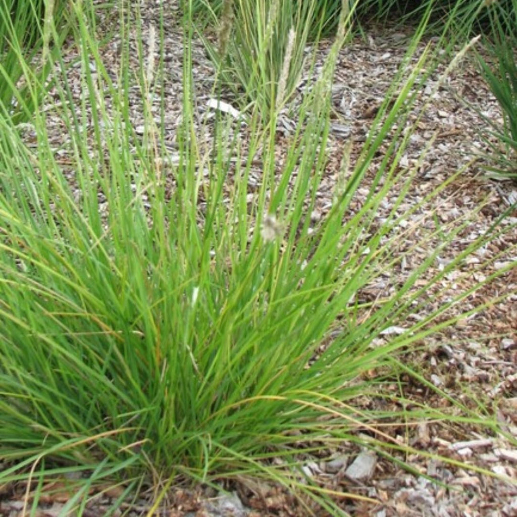 Sesleria autumnalis Ziergras – 60 Pflanzen – Ø9cm – Höhe 10-25cm – Winterhartes Gartengras – Pflegeleicht – Für Beet, Steingarten & Naturgarten