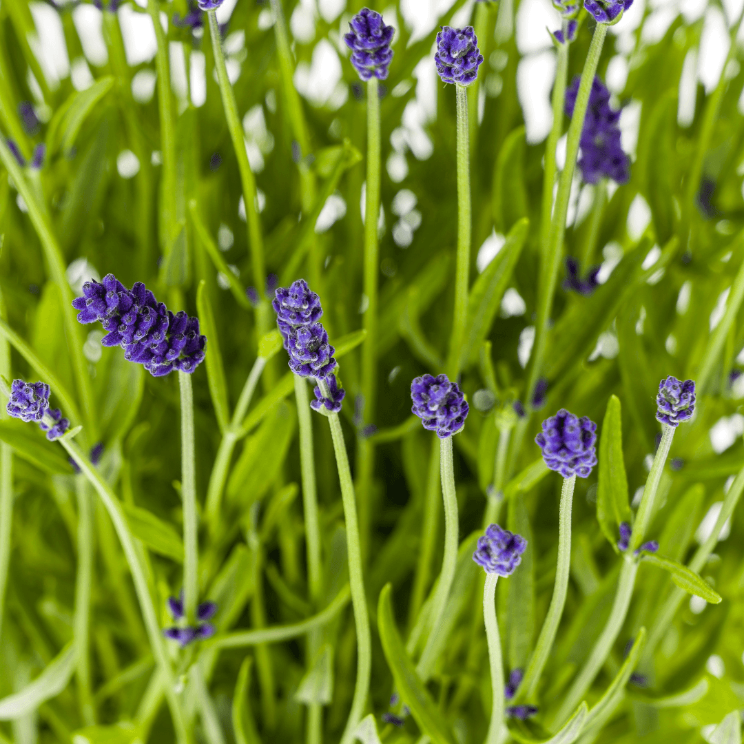 Echter Lavendel Lavandula angustifolia – Ø19cm – Höhe 40–50cm – Duftende Garten- und Balkonpflanze – Bienenfreundlich & Pflegeleicht – Plant