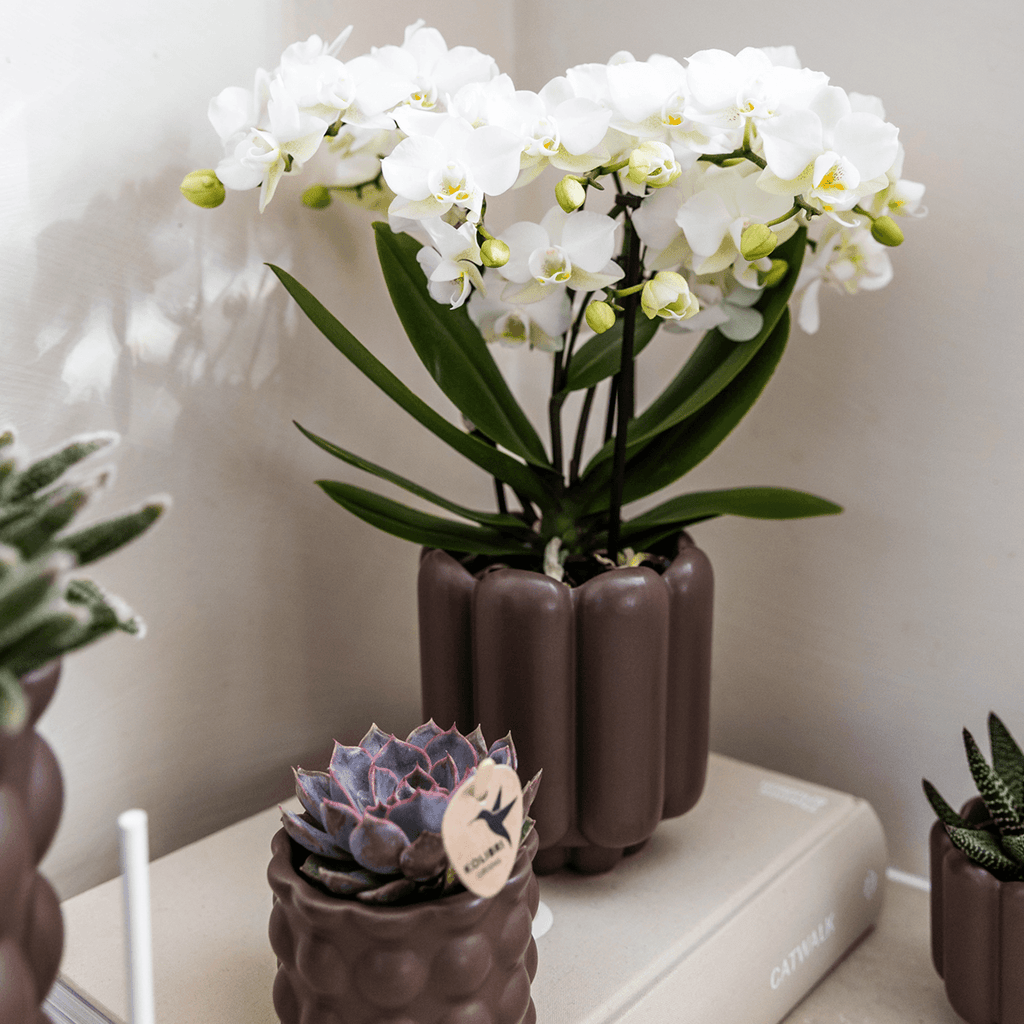 Retro Pflanztopf – Brown – Ø9cm – Dekorativer Übertopf aus Keramik – Blumentopf mit Rillenstruktur – Für Orchideen & Grünpflanzen – Plant