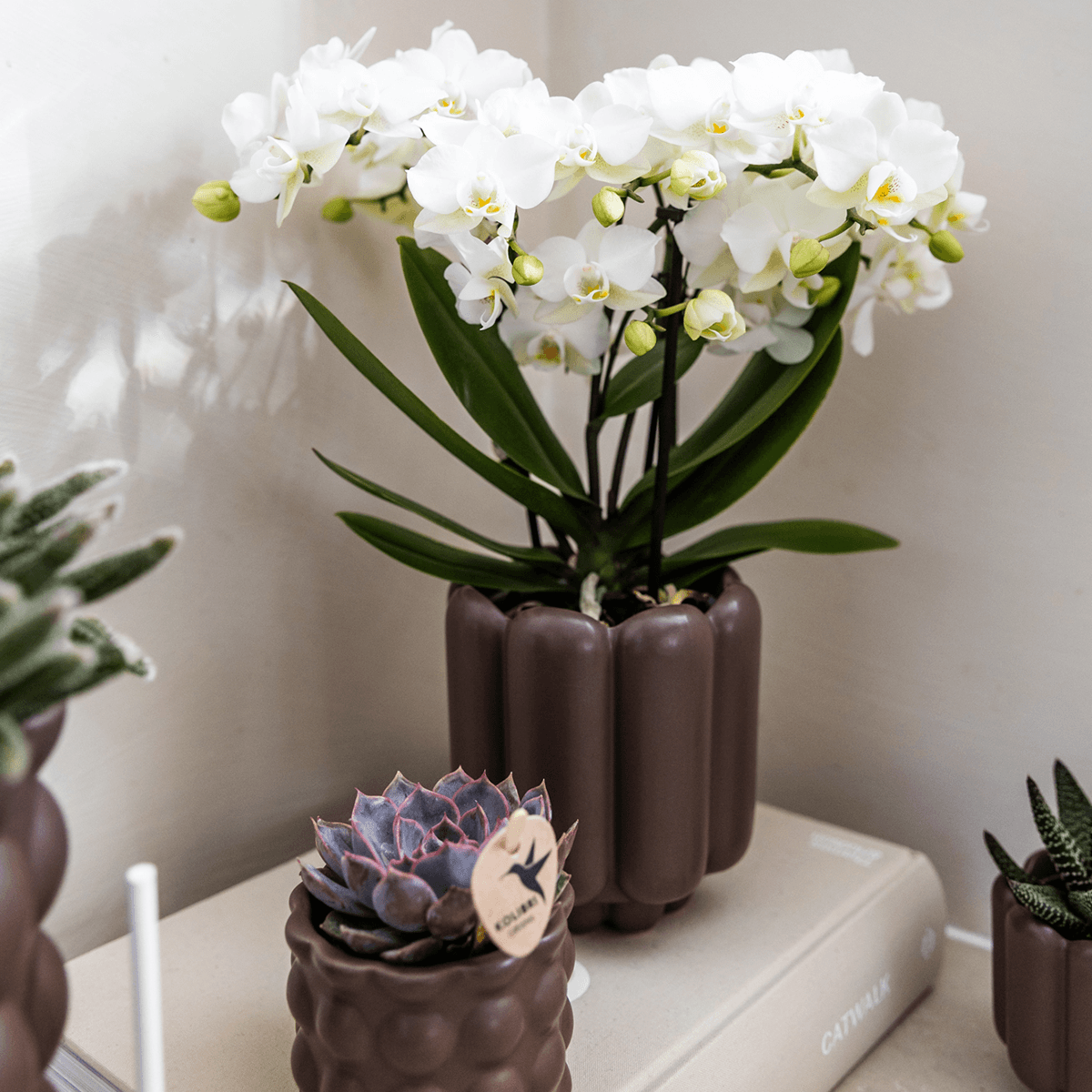 Retro Pflanztopf – Brown – Ø9cm – Dekorativer Übertopf aus Keramik – Blumentopf mit Rillenstruktur – Für Orchideen & Grünpflanzen – Plant