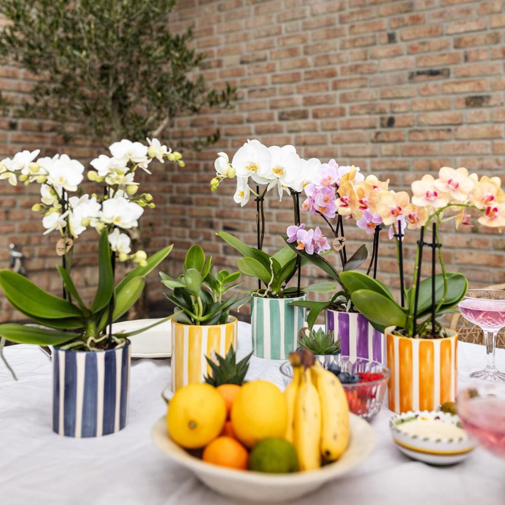 Weiße Phalaenopsis Orchidee Lausanne im Painted Stripe Ziertopf Türkis – Ø9cm – Multiflora Zimmerpflanze mit 2-3 Blütentrieben – Plant