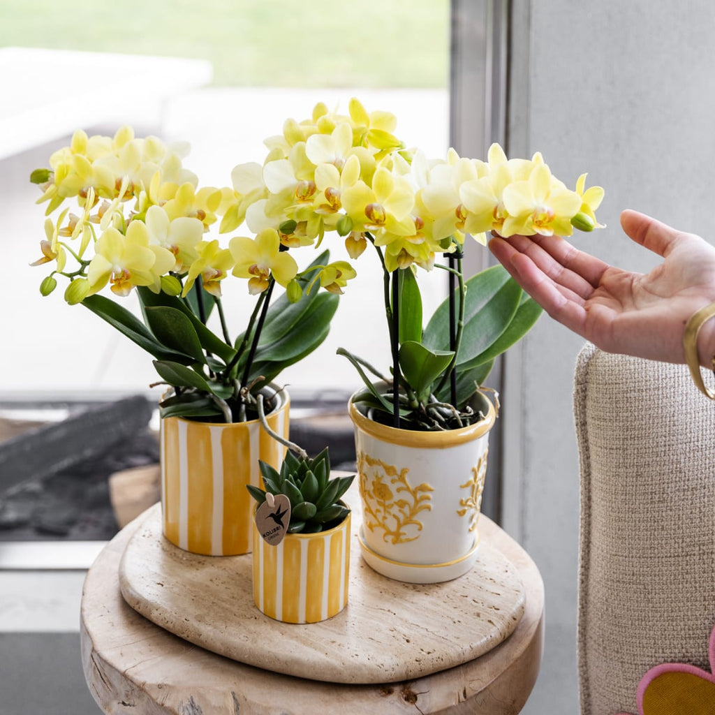 Gelbe Orchidee Albenga + Malaga Ziertopf Gelb – Ø9cm – Fröhliche Zimmerpflanze mit sonniger Ausstrahlung – Direkt vom Züchter – Plant