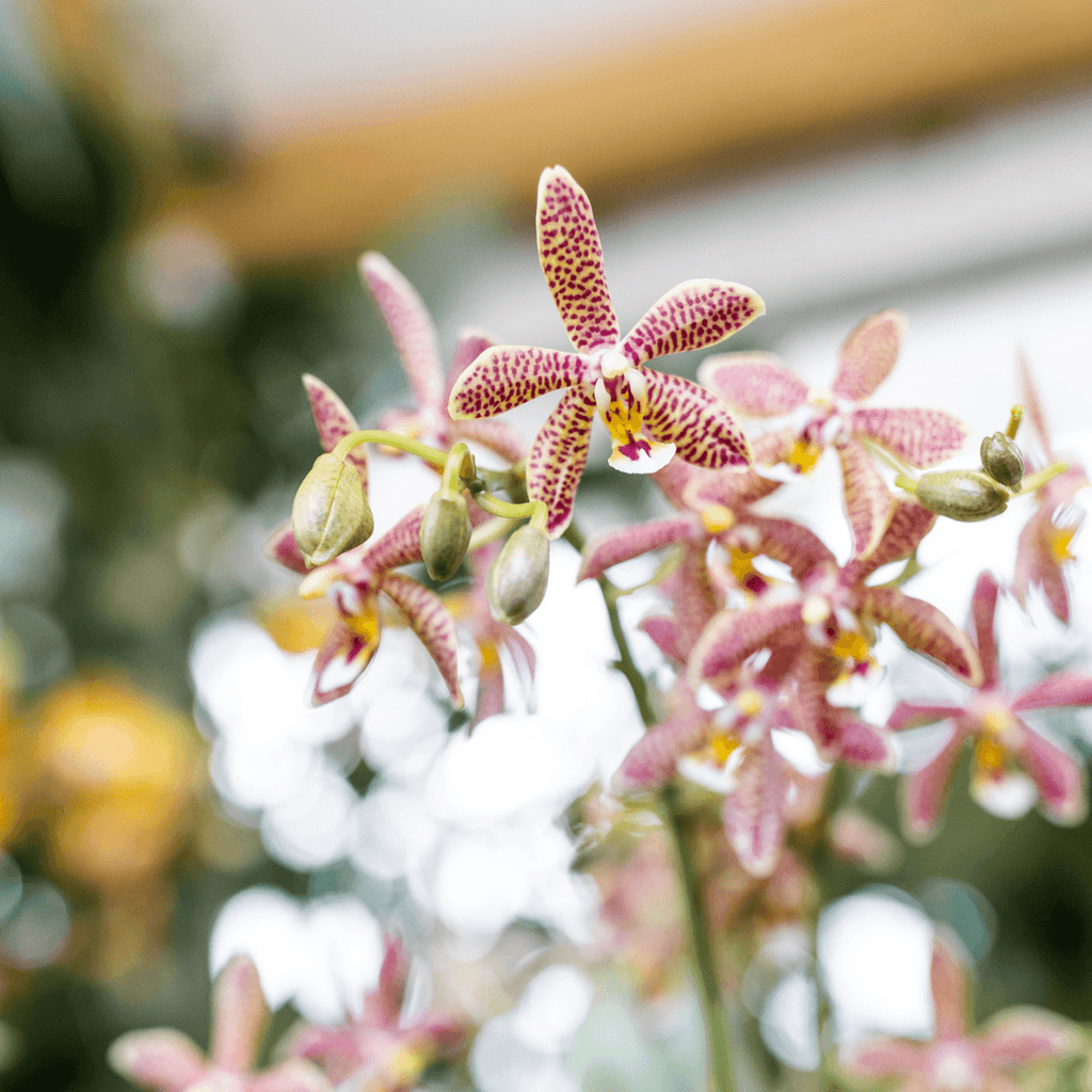 Phalaenopsis Orchidee Spider – Orange – Ø9cm – Blühende Zimmerpflanze mit einzigartigem Muster – Elegante & pflegeleichte Orchidee frisch vom Züchter – Plant