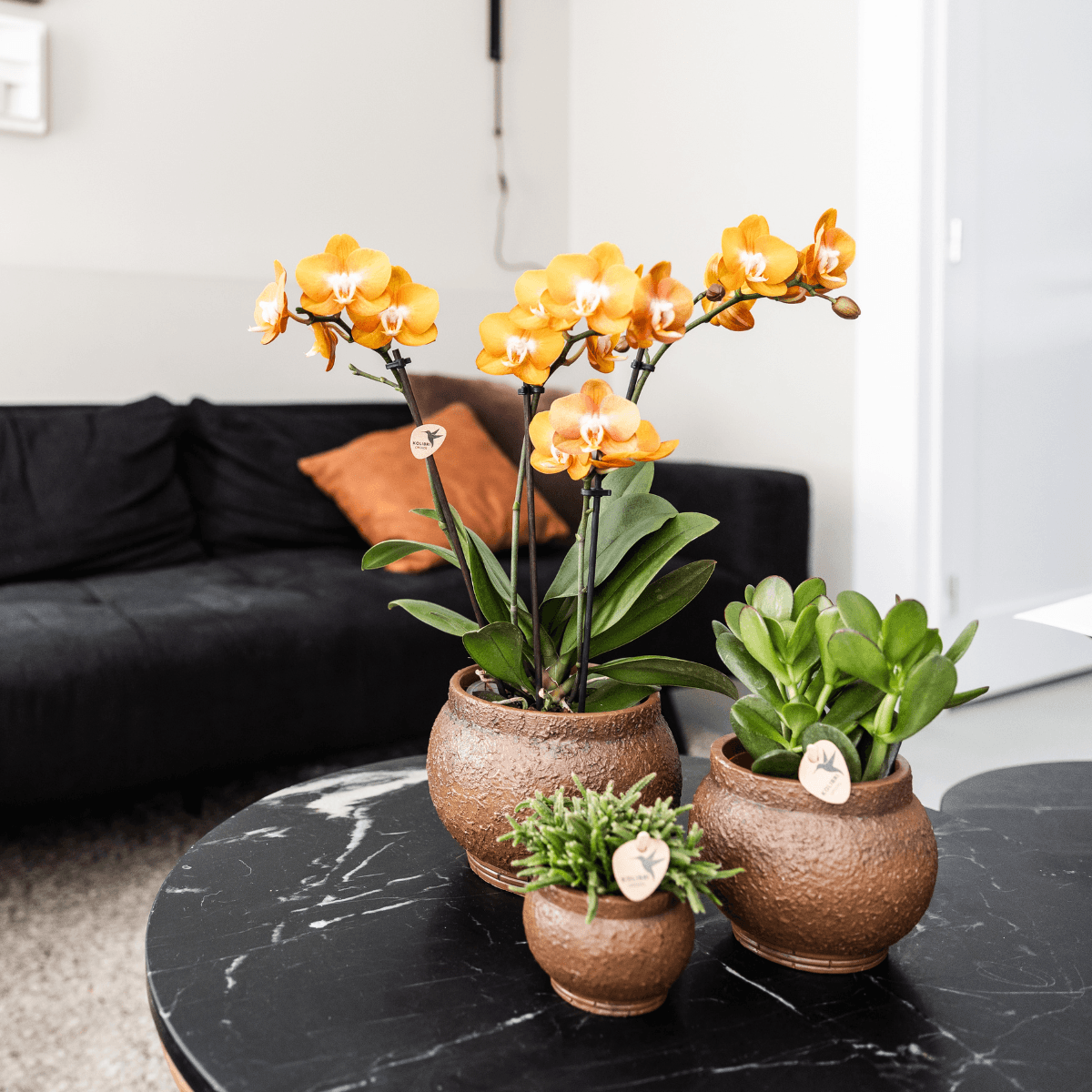 Phalaenopsis-Orchidee Las Vegas – Orange – Ø12cm – Zimmerpflanze mit 3-4 Blütenstielen – Edle Multiflora-Orchidee für Wohnung & Büro – Plant