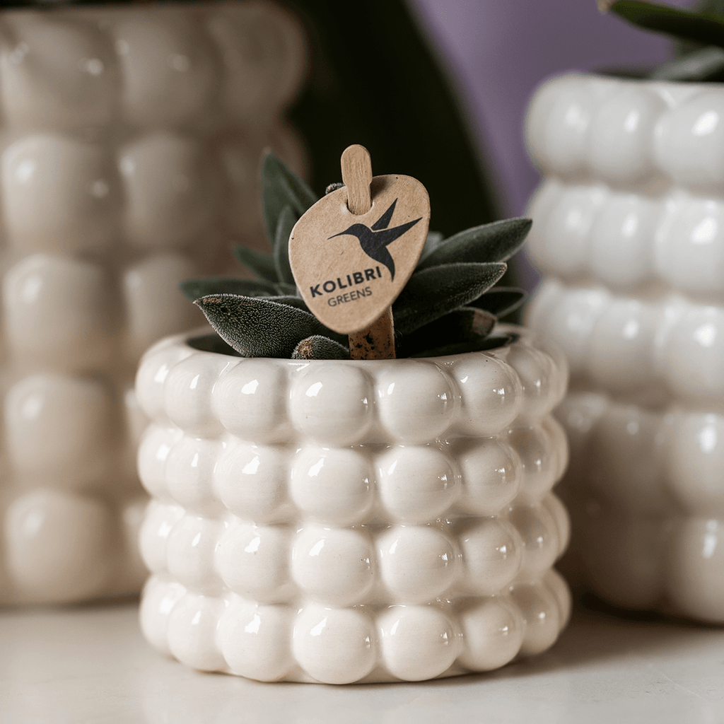 Ziertopf Poppy – Weiß – Ø6cm – Moderner Mini Blumentopf aus Keramik – Glänzender Übertopf für kleine Zimmerpflanzen, Sukkulenten & Kakteen – Plant
