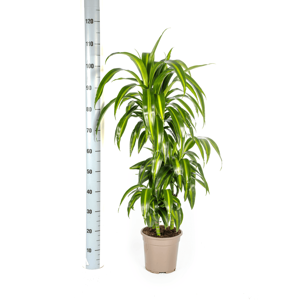Drachenbaum – Dracaena Deremensis ‘Hawaiian Sunshine’ – Zimmerpflanze – Ø21cm – Höhe 90-110cm – Tropisches Flair mit gelb – grünem Laub – Plant