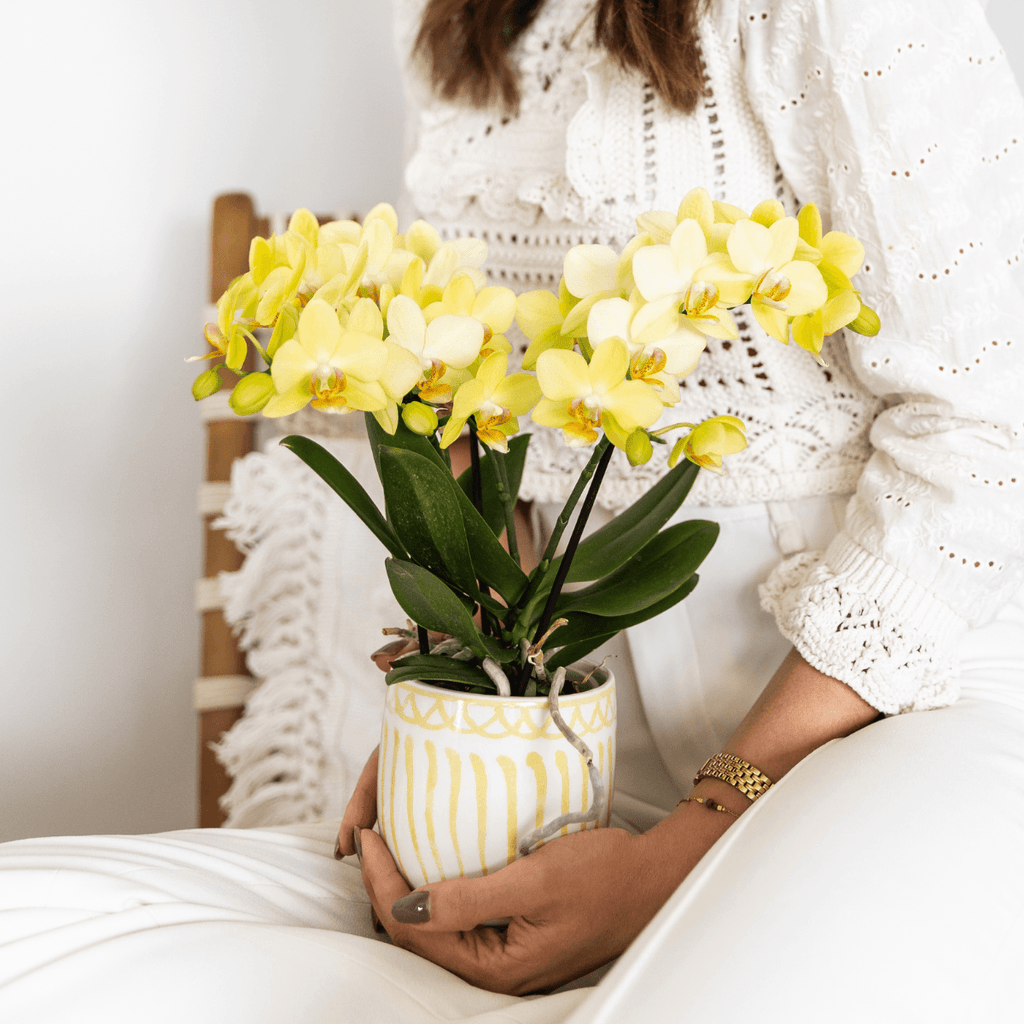 Gelbe Phalaenopsis Orchidee 'Albenga' – Ø9cm – Zimmerpflanze mit 2-3 Blütenstielen – Lange Blütezeit – Pflegeleicht – Direkt vom Züchter – Plant