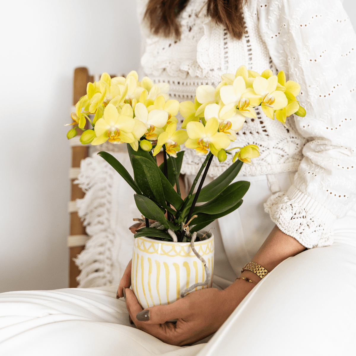 Gelbe Phalaenopsis Orchidee 'Albenga' – Ø9cm – Zimmerpflanze mit 2-3 Blütenstielen – Lange Blütezeit – Pflegeleicht – Direkt vom Züchter – Plant
