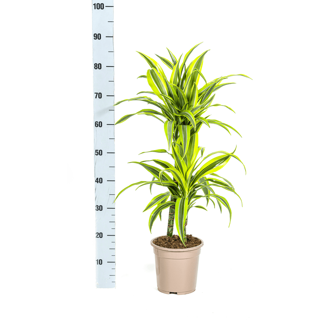 Drachenbaum Dracaena Deremensis Lemon Lime – Zimmerpflanze – Ø19cm – 70-90cm hoch – Lebendige grüne Blätter mit hellgrünem Rand – Plant