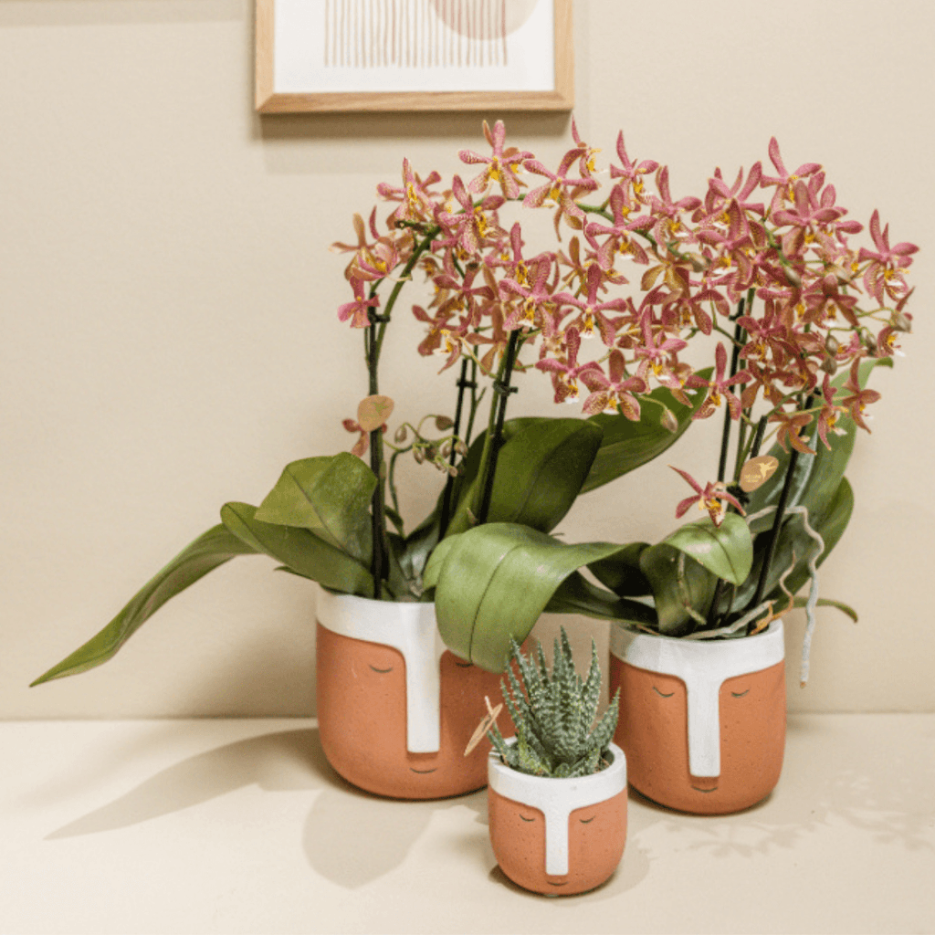 Phalaenopsis Orchidee Spider – Orange – Ø9cm – Blühende Zimmerpflanze mit einzigartigem Muster – Elegante & pflegeleichte Orchidee frisch vom Züchter – Plant