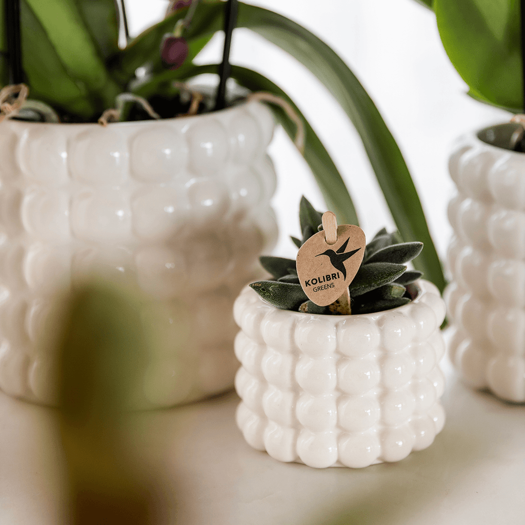 Poppy Pflanztopf – Weiß – Ø9cm – Dekorativer Blumentopf in Keramikoptik – Moderner Übertopf für Zimmerpflanzen & Orchideen – Stilvolles Wohnaccessoire – Plant