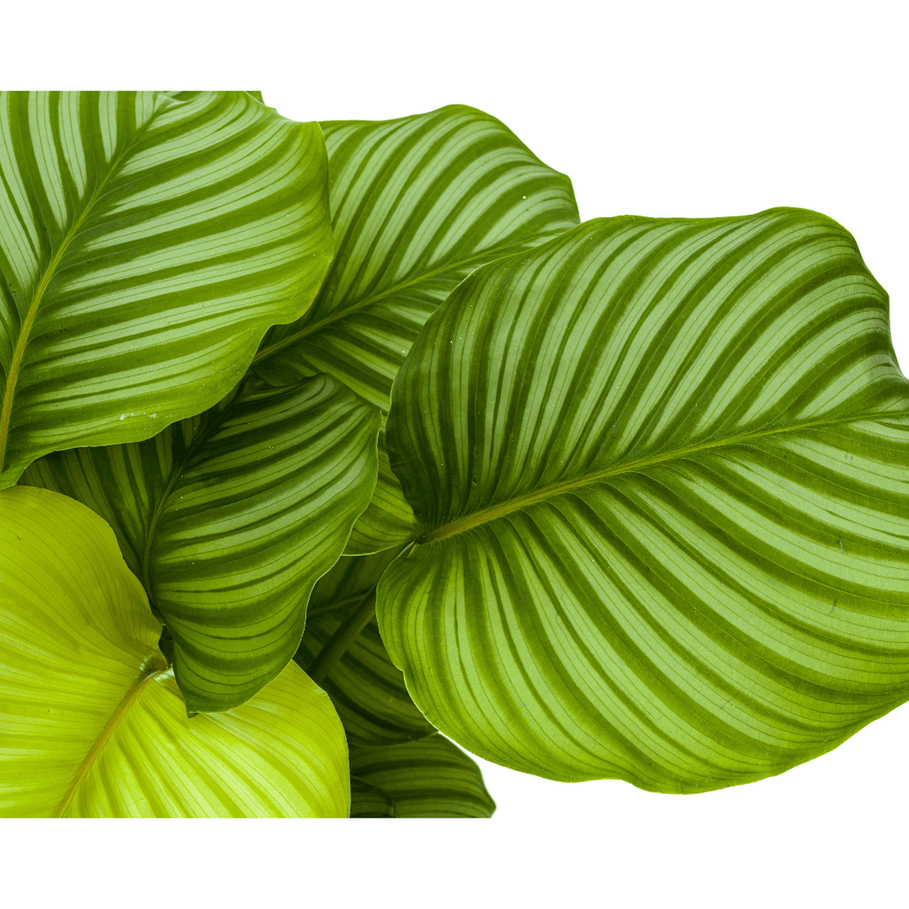 Korbmarante Calathea Orbifolia – Zimmerpflanze – Ø27cm – ↕70-90cm – große dekorative Blätter – pflegeleicht & tropisches Flair – Plant