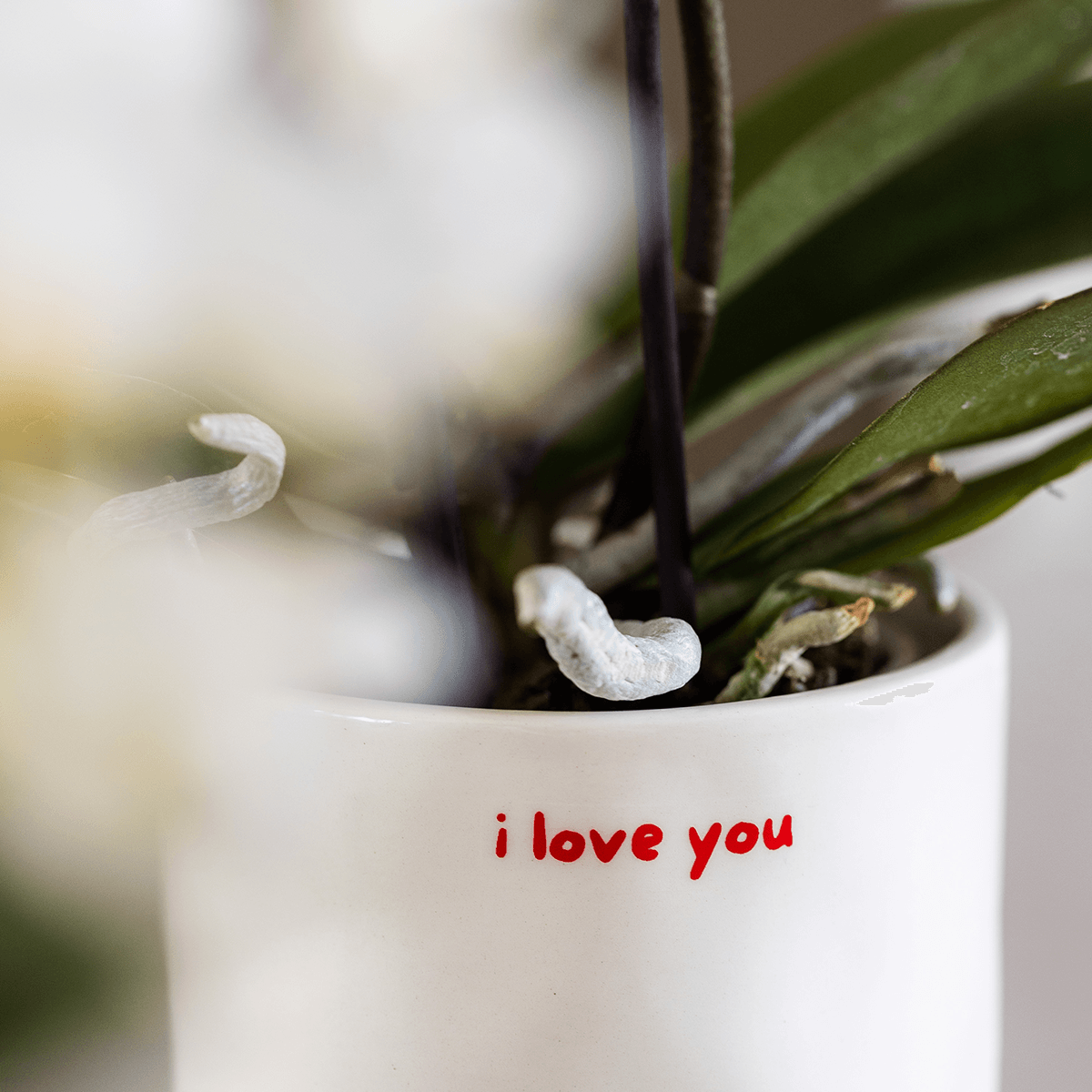 Geschenkset Love You – Rote Phalaenopsis Orchidee Congo mit Sukkulente – Love Übertöpfe auf Cloud Plate – Pflanzen Geschenkset Valentinstag Geburtstag