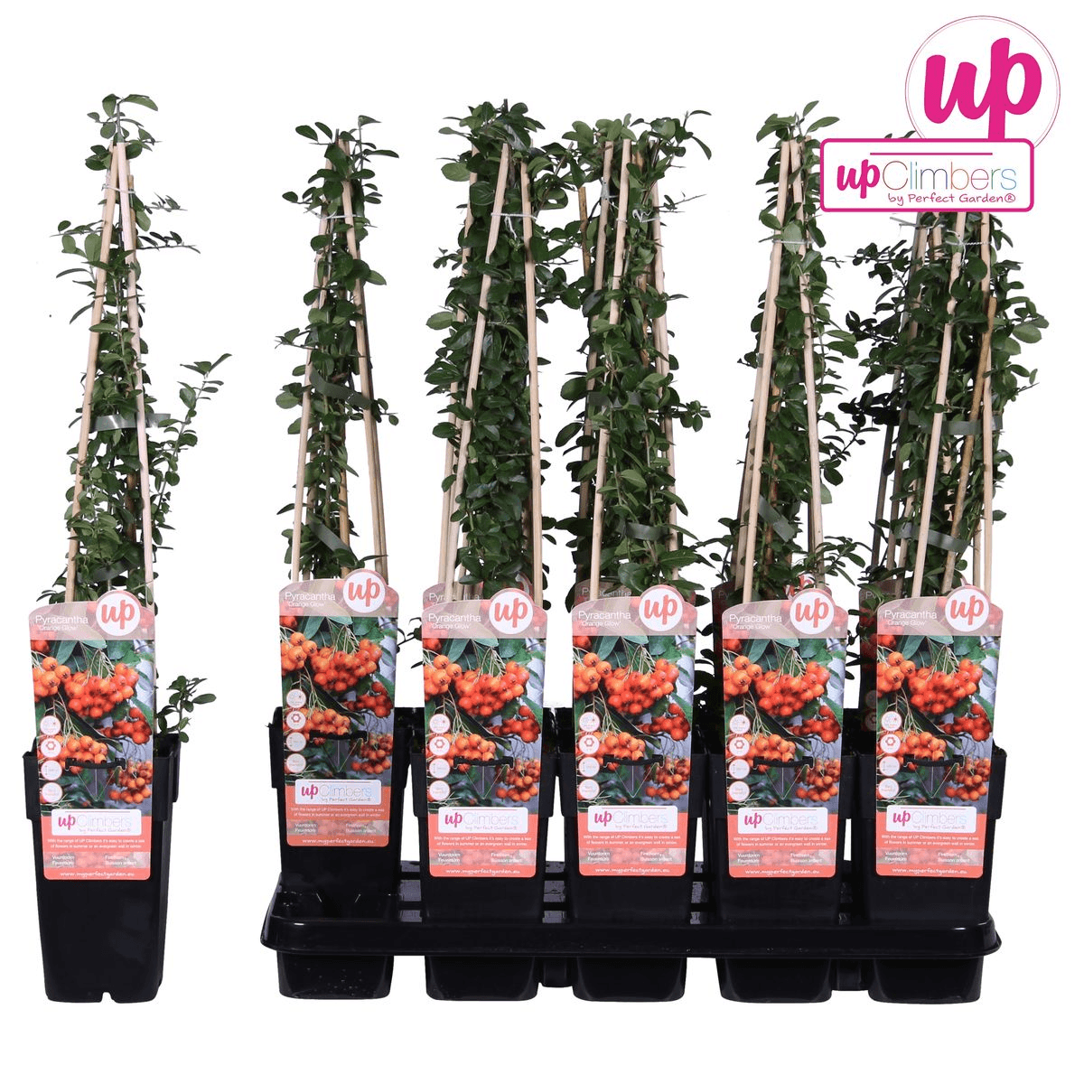 Feuerdorn – Pyracantha 'Orange Glow' – Ø15cm – ↕65cm – Immergrüner Strauch mit oranger Beerenpracht – Ideal als Sichtschutz & Vogelschutzhecke – Plant