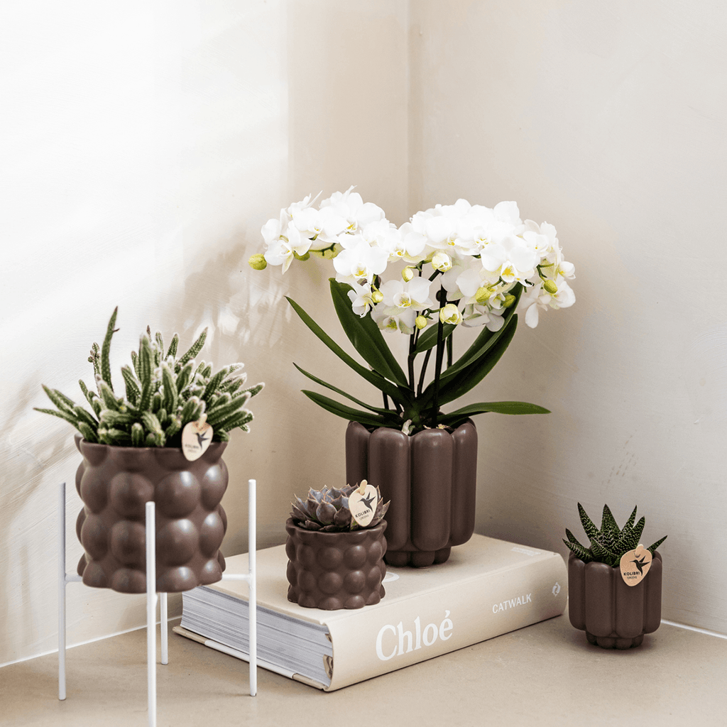 Retro Pflanztopf – Braun – Ø6cm – Dekorativer Mini – Übertopf aus Keramik – Blumentopf mit Rillenstruktur für Orchideen & Grünpflanzen – Plant