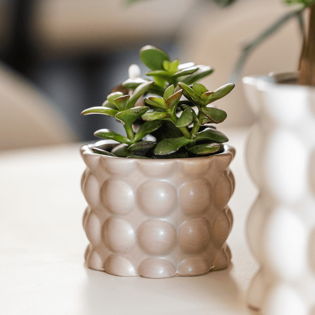 Blumentopf Cotton – Sand – Ø6cm – Kleiner Keramik Pflanztopf in matter Optik – Stilvoller Übertopf im Slow Living Design für Mini – Plant