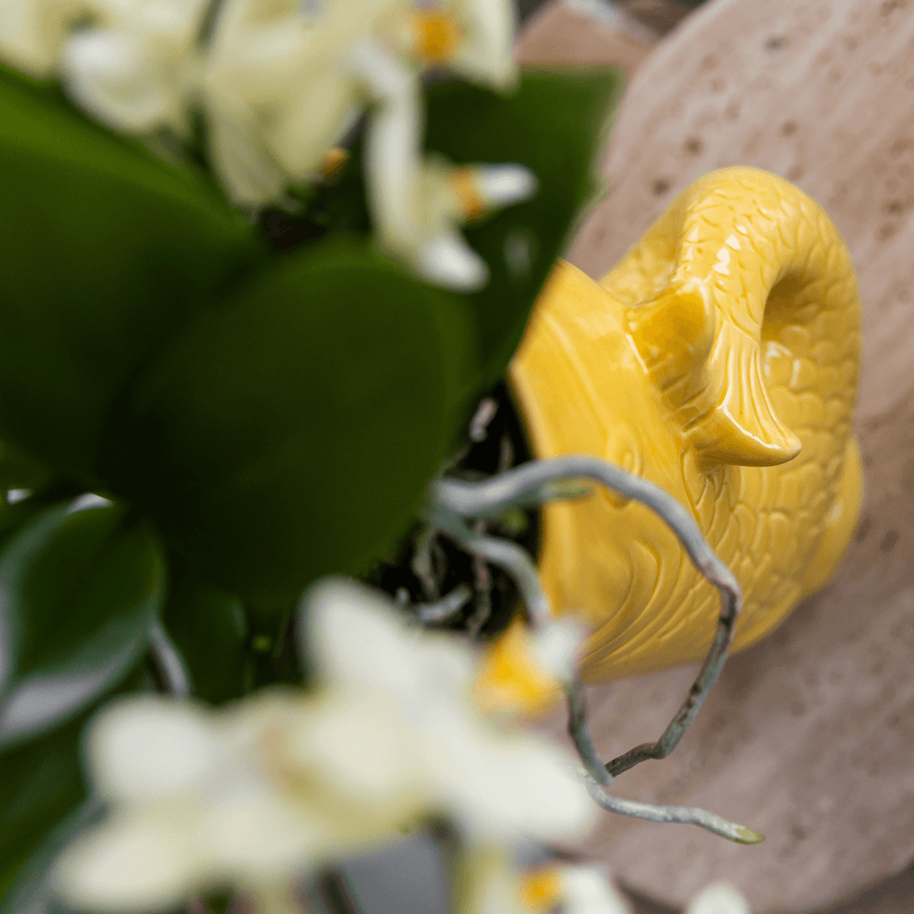 Mediterranean Sunset Geschenkset – Pflanzenset mit weißer Orchidee Lausanne & 2 Sukkulenten – In gelben Ziertöpfen & Korbtablett – Plant