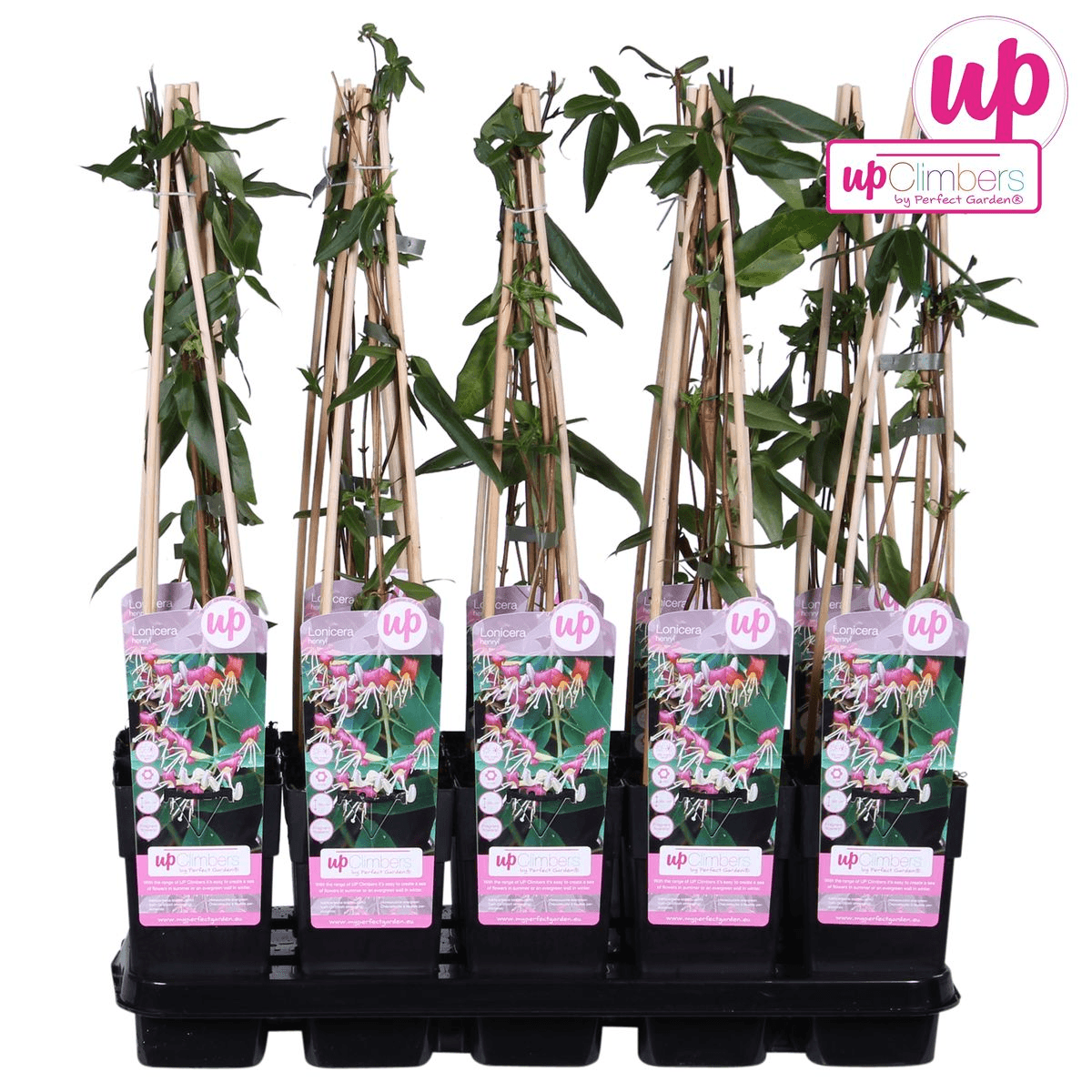Geißblatt – Lonicera henryi – Immergrüne Kletterpflanze – Ø15cm – Höhe 65cm – Duftende Blüten für Garten, Terrasse & Balkon – Plant