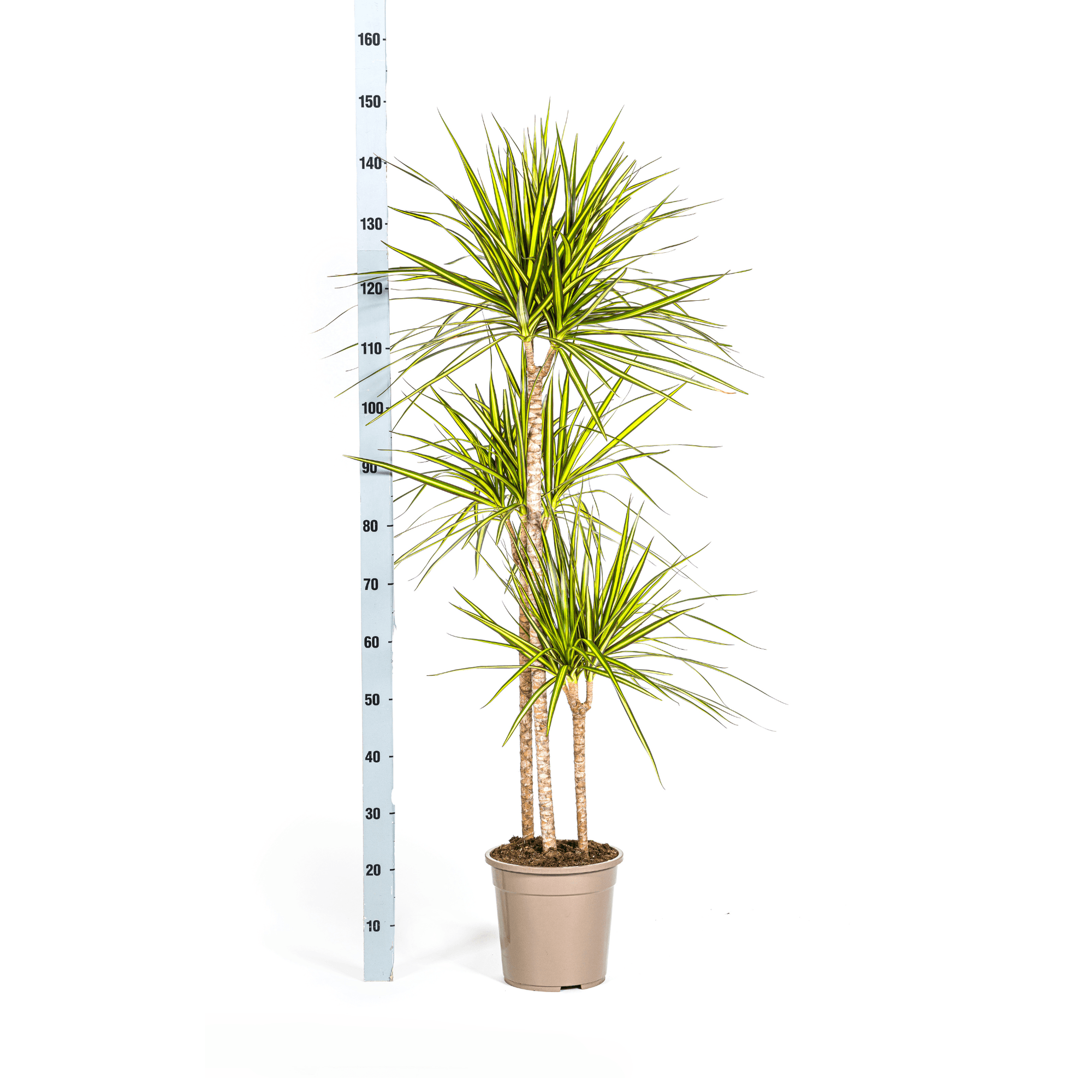 Dracaena Marginata Sunray inkl. Naturkorb – Höhe 130-150cm – Ø24cm – Tropische Zimmerpflanze mit zweifarbigem Blattwerk – Plant