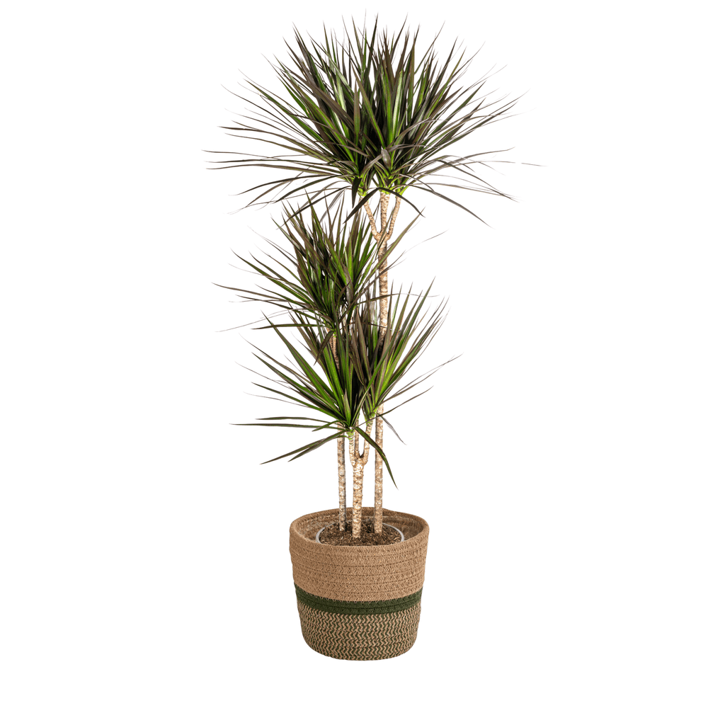 Dracaena Marginata Magenta inkl. Naturkorb – Höhe 130-150cm – Ø24cm – Elegante Zimmerpflanze mit roten Blatträndern – Plant