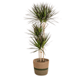 Dracaena Marginata Magenta inkl. Naturkorb – Höhe 130-150cm – Ø24cm – Elegante Zimmerpflanze mit roten Blatträndern – Plant