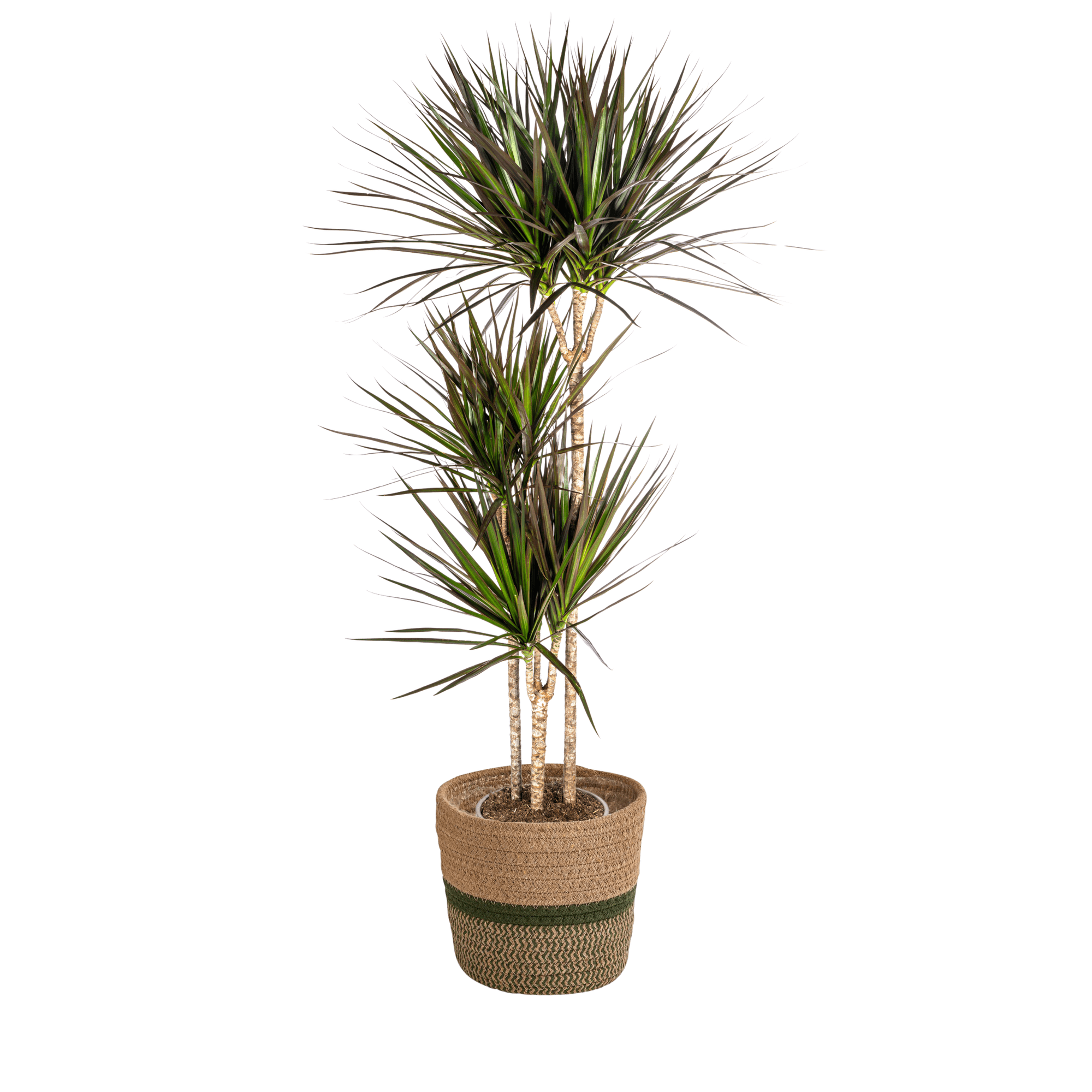 Dracaena Marginata Magenta inkl. Naturkorb – Höhe 130-150cm – Ø24cm – Elegante Zimmerpflanze mit roten Blatträndern – Plant