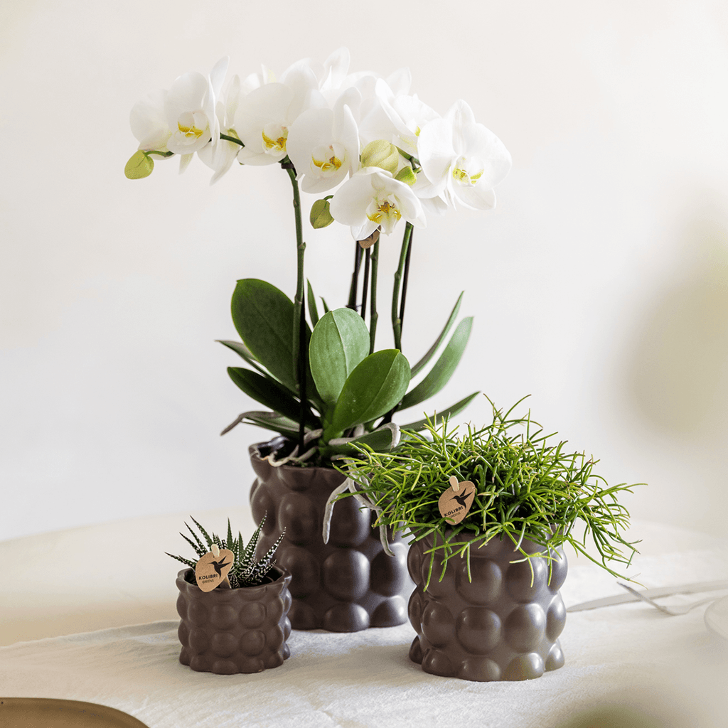 Blumentopf Cotton – Braun – Ø6cm – Kleiner Keramik Pflanztopf in matter Optik – Stilvoller Übertopf im Slow Living Design für Mini – Plant