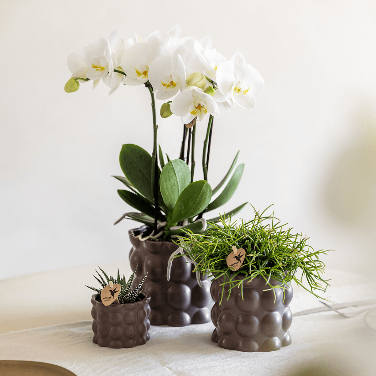 Blumentopf Cotton – Braun – Ø6cm – Kleiner Keramik Pflanztopf in matter Optik – Stilvoller Übertopf im Slow Living Design für Mini – Plant
