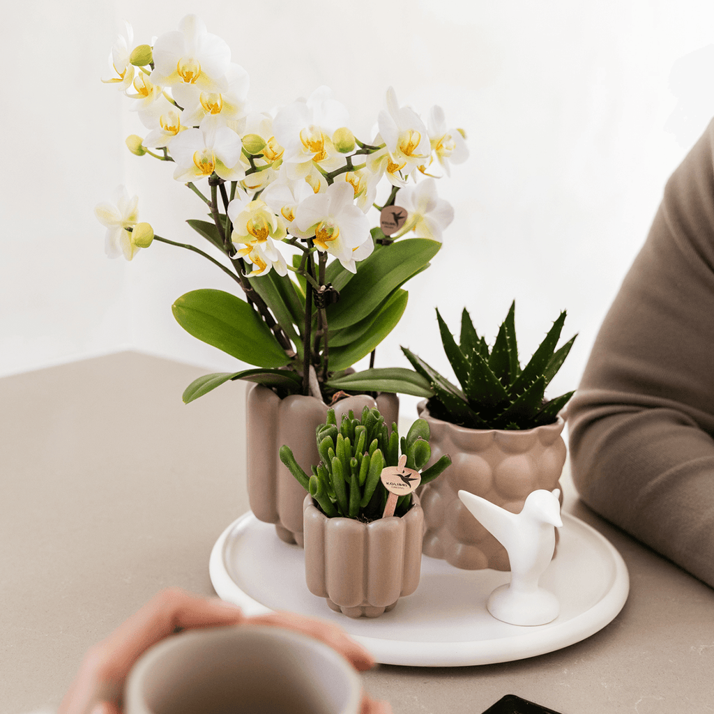 Retro – Ziertopf Sand Ø9cm – Runder Übertopf mit Rillenstruktur – Blumentopf im Vintage – Design – Mattes Finish für Zimmerpflanzen & Orchideen – Plant
